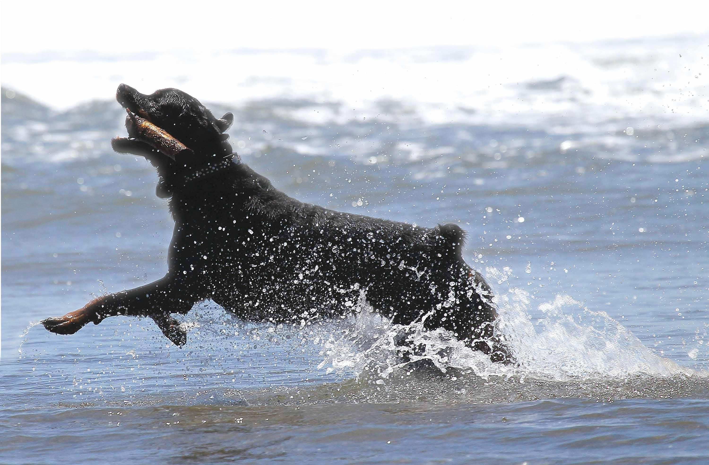 FIDO D'AMARE - CANI IN SPIAGGIA